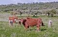 Extremadura Red Retinta cow, Alor Mountains, Spain