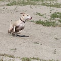 Extreme action dog running