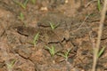 Extreme camouflaged grasshopper Royalty Free Stock Photo