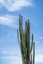 Extreme climate and cactuses in Tatacoa Red Desert Colombia Villavieja Royalty Free Stock Photo