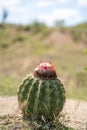 Extreme climate and cactuses in Tatacoa Red Desert Colombia Villavieja Royalty Free Stock Photo