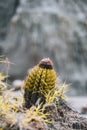 Extreme climate and cactuses in Tatacoa Red Desert Colombia Villavieja Royalty Free Stock Photo