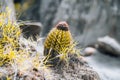 Extreme climate and cactuses in Tatacoa Red Desert Colombia Villavieja Royalty Free Stock Photo