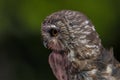 Northern Saw-whet Owl profile close up portrait Royalty Free Stock Photo