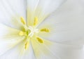 Extreme close image of inside white tulip