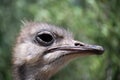 Extreme close profile of an ostrich