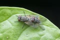 Extreme close shot of the clusterfly mating