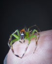 Close shot of the epeus flavobilineatus spider.