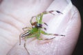 Close shot of the epeus flavobilineatus spider.