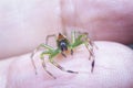 Close shot of the epeus flavobilineatus spider.