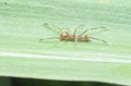 Close shot of castianeira spider