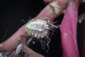 Extreme close shot of white waxy fuzzy mealybug pseudococcidae. Royalty Free Stock Photo