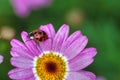 Macro shot of a red and black spotted ladybug resting on a purple daisy.. Royalty Free Stock Photo