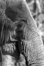 Close up Asian elephant trunk