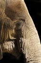 Close up Asian elephant trunk