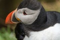 Extreme close up of an Altantic Puffin head, focus on the eye of the bird Royalty Free Stock Photo