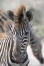 young cute baby zebra wildlife animal portrait Royalty Free Stock Photo