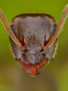 Extreme close up of ant head