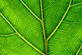 Extreme close up of a back lit green leaf Royalty Free Stock Photo