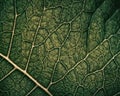 Extreme close up background texture of backlit green leaf veins