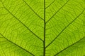 Extreme close up texture of green leaf veins Royalty Free Stock Photo