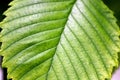 Extreme close up background texture of backlit green leaf veins Royalty Free Stock Photo