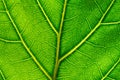 Extreme close up of a backlit green leaf with yellow veins Royalty Free Stock Photo