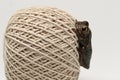 Ball of string in close up with frog Royalty Free Stock Photo