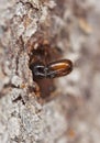 Extreme close-up of a Bark borer. Royalty Free Stock Photo