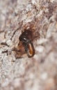 Extreme close-up of a Bark borer. Royalty Free Stock Photo