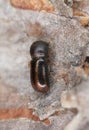 Extreme close-up of a Bark borer Royalty Free Stock Photo