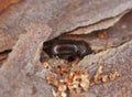 Extreme close-up of a Bark borer