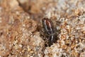 Extreme close-up of a Bark borer working on wood,