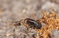 Extreme close-up of a Bark borer working on wood,