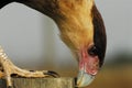 BIRDS- Florida- Extreme Close Up of a Caracara Hunting a Lizard on a Post