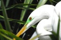 BIRDS- Florida- Extreme Close Up Head Shot of a Great White Egret in Palm Leaves Royalty Free Stock Photo