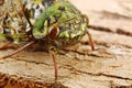 Macro image of a cicadas face Royalty Free Stock Photo