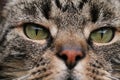 Extreme close up of a beautiful house cat with green eyes Royalty Free Stock Photo