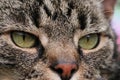 Extreme close up of a beautiful house cat with green eyes Royalty Free Stock Photo