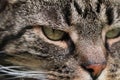Extreme close up of a beautiful house cat with green eyes Royalty Free Stock Photo