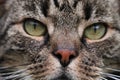 Extreme close up of a beautiful house cat with green eyes Royalty Free Stock Photo