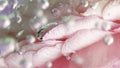 Extreme close up of beautiful pink rose petals in clear crystalline water with bubbles. Stock footage. Concept of spa Royalty Free Stock Photo