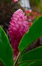 Selective focus photo of a red ginger bloom growing on Lanai