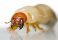 Extreme close up of beetle larvae Royalty Free Stock Photo