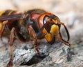 Macro of Hornet Royalty Free Stock Photo