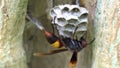 Extreme close up of big hornet Vespa orientalis on nest surface.