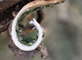 Extreme close-up of birch bark. Detail of tree trunk