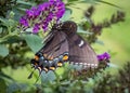 Extreme close up of Black Swallowtail butterfly, Papilio machaon  .CR2 Royalty Free Stock Photo