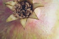 Extreme close up of the blossom of a pink pomegranate fruit.