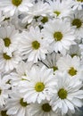 An Extreme Close-Up of a Bouquet of Spring White Chrysanthemums